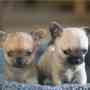 Dos Chihuahua cachorros para regalar.