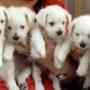 Cachorros Westie - West Highland White Terrier