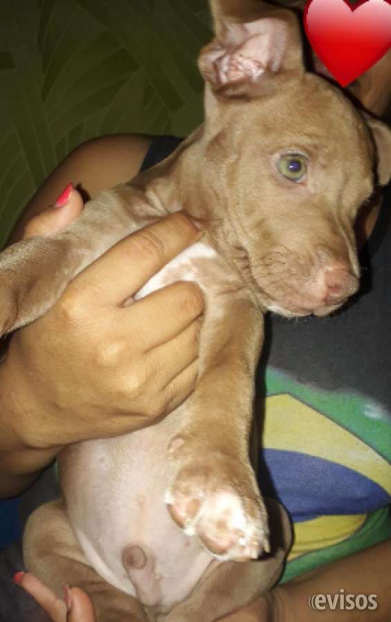 Pitbull en Animales / Mascotas - Evisos